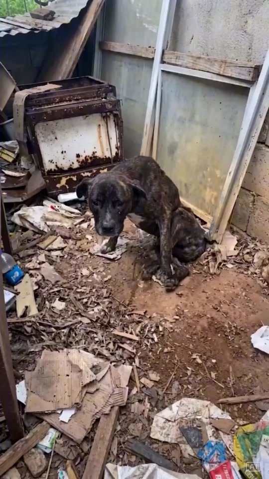 They Found a Terrified Dog Hiding in a Trash-Filled Corner