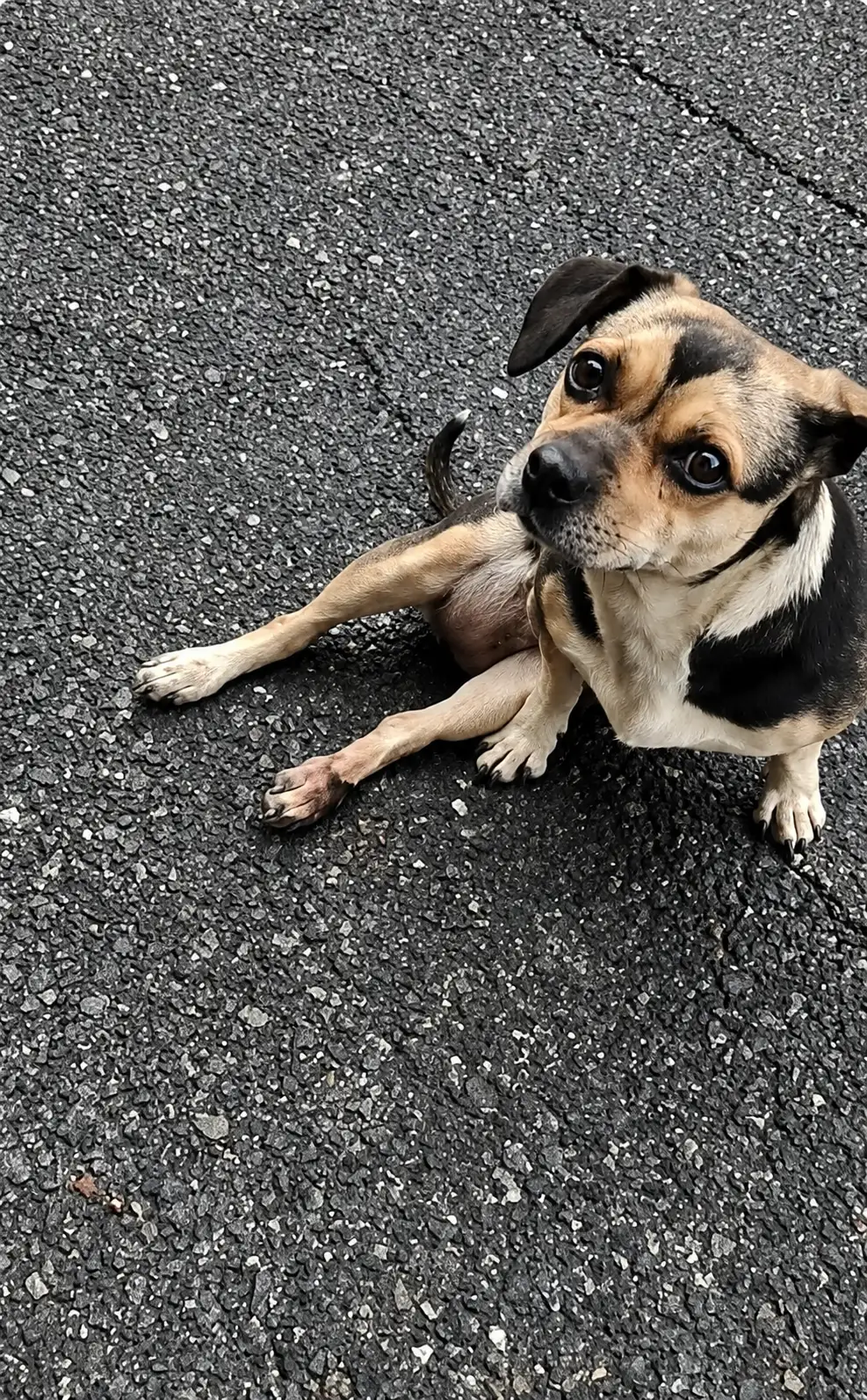 They Found a Terrified Dog Sitting Alone on the Road