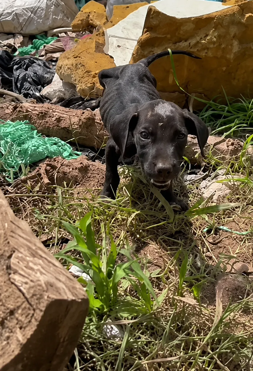 They Found a Tiny Black Puppy in the Trash