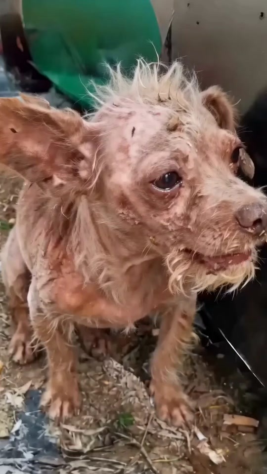 They Found a Tiny Dog Covered in Wounds