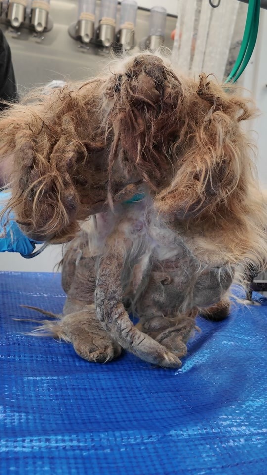 They Found a Tiny Dog Hidden Under Pounds of Matted Fur