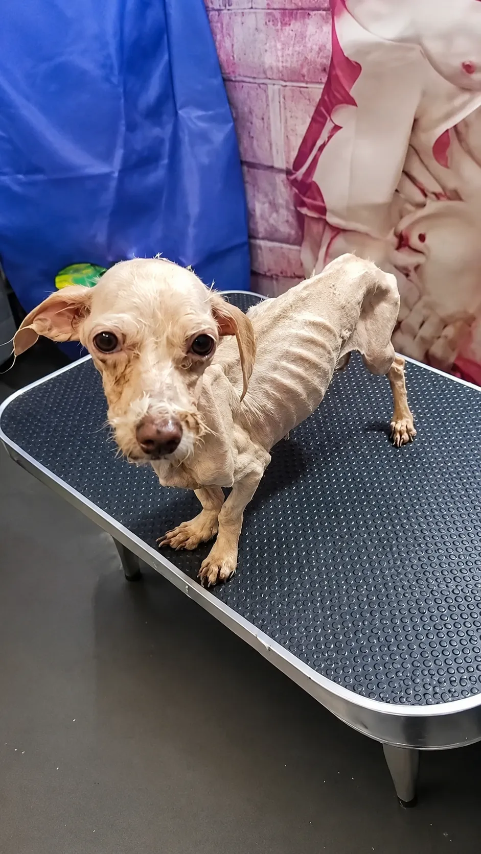 They Found a Tiny Dog So Weak She Could Barely Stand