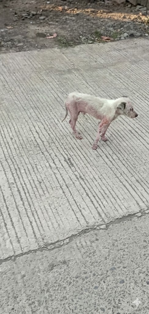 They Found a Tiny Dog Wandering Alone