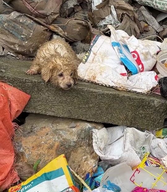 They Found a Tiny Puppy Curled Beside the Trash