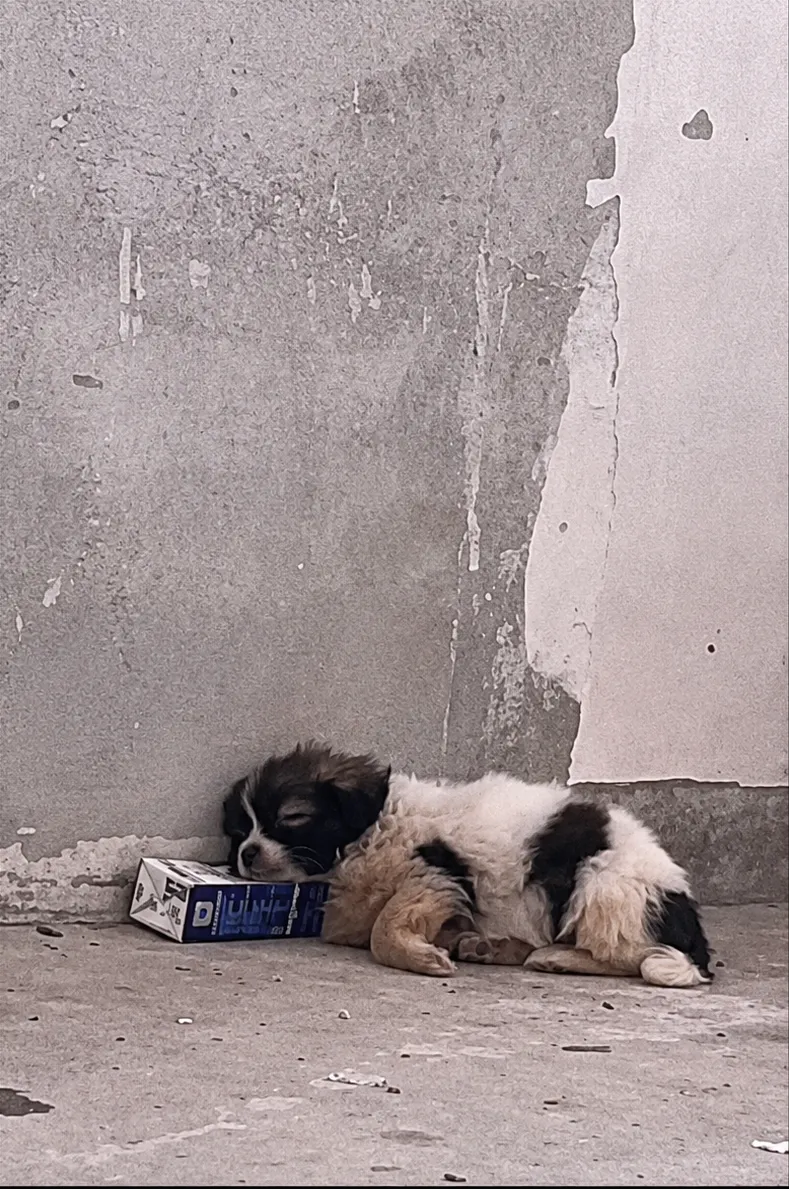 They Found a Tiny Puppy Hiding by a Wall