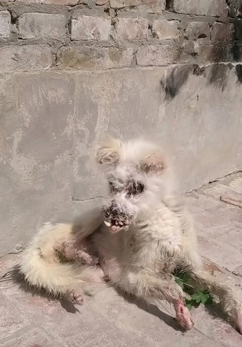 They Found a Tiny White Dog Collapsed Against a Wall