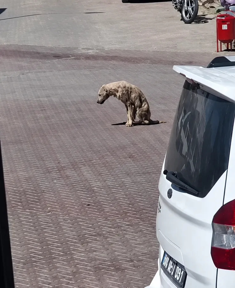 They Found a Weak Stray Dog Lying on the Street