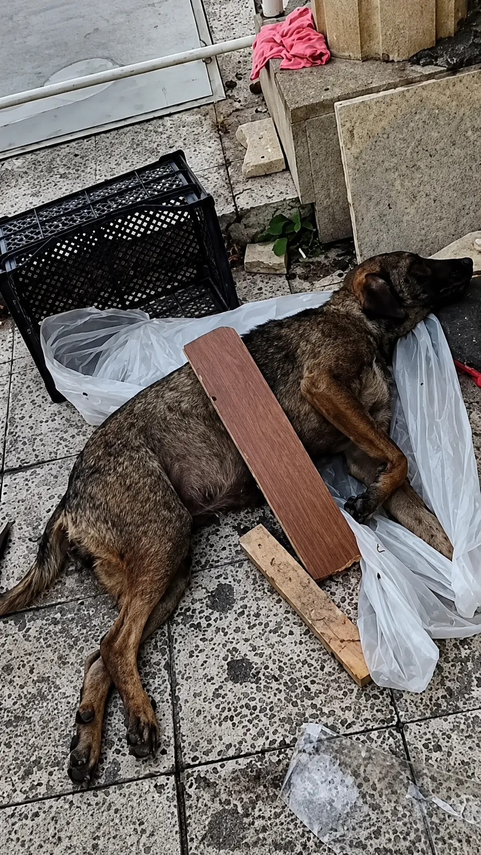 They Found Her Collapsed Under a Piece of Wood 