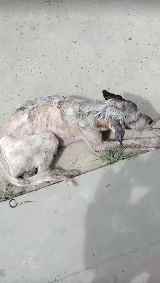 They Found Her Forgotten on the Pavement Then Little Ibby Began Her Fight to Live