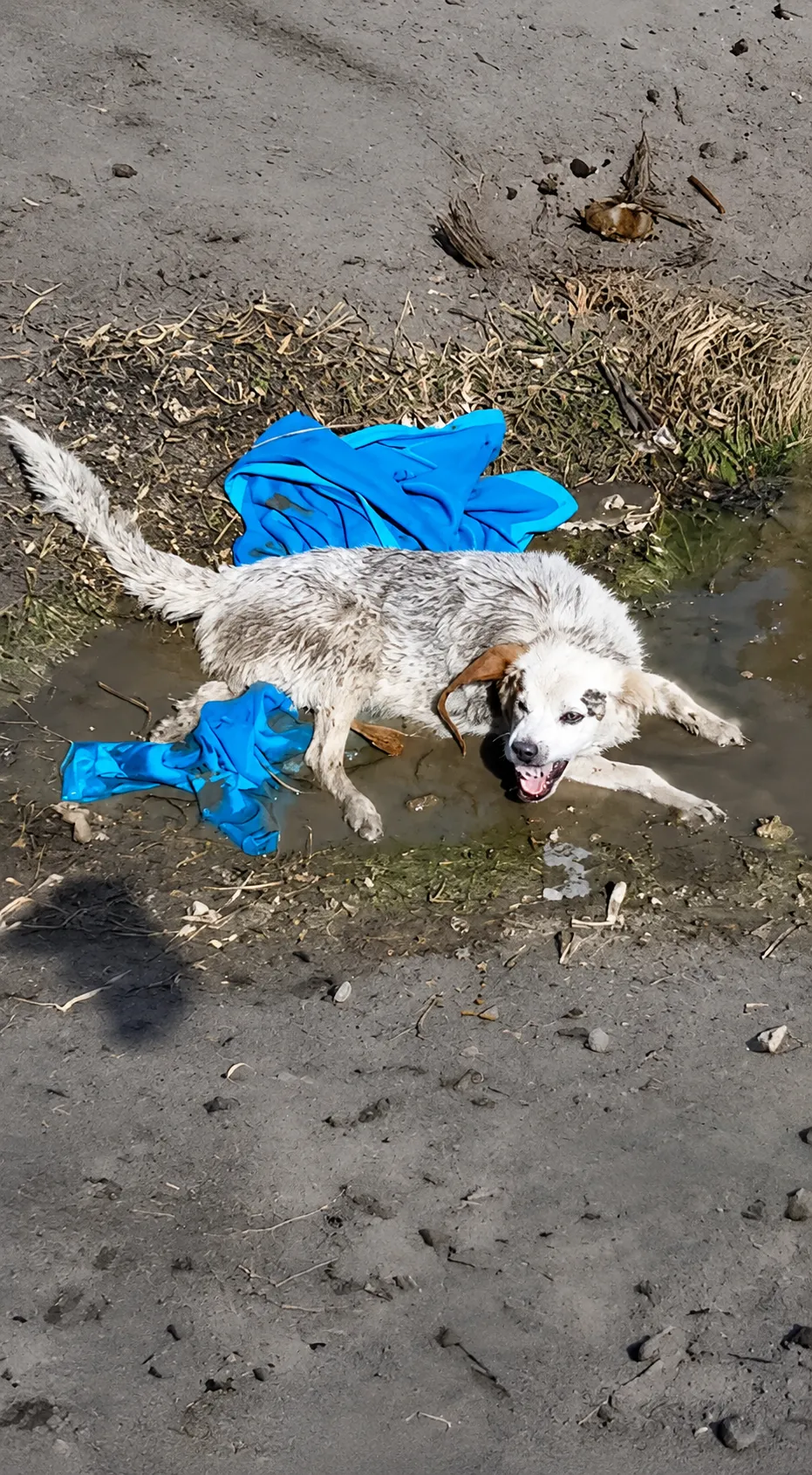 They Found Her Half-Submerged in a Muddy Ditch