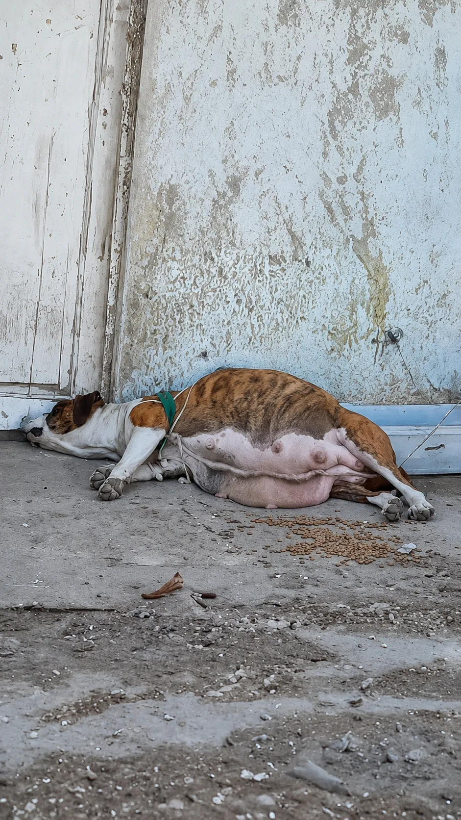 They Found Her Lying Helpless With a Swollen Belly