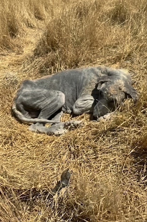 They Found Him Collapsed in a Dry Field