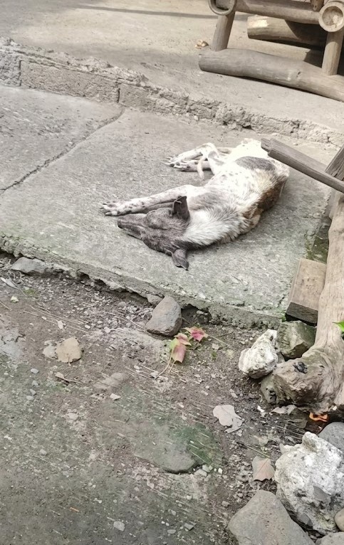 They Found Him Collapsed on the Concrete
