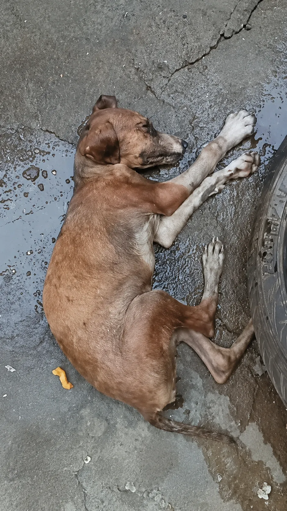 They Found Him Collapsed on the Concrete