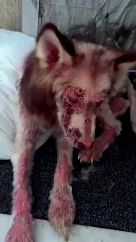 They Found Him Covered in Wounds and Barely Able to Walk