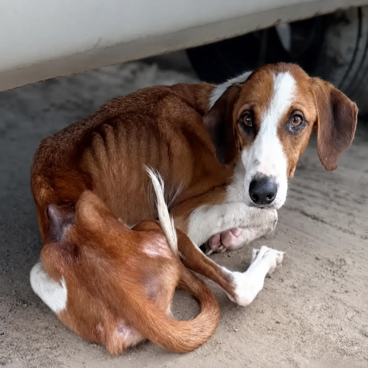 They Found Him Curled Beneath a Truck