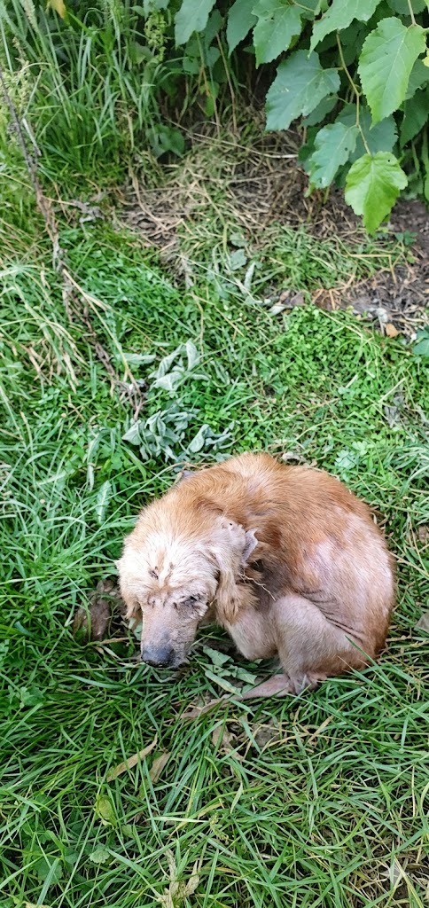They Found Him Curled in the Grass