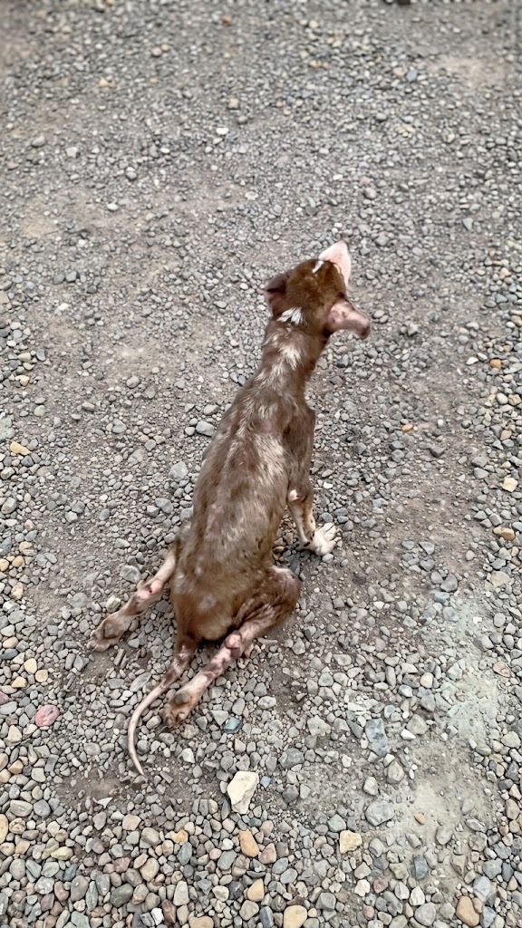 They Found Him Dragging Himself Across the Gravel