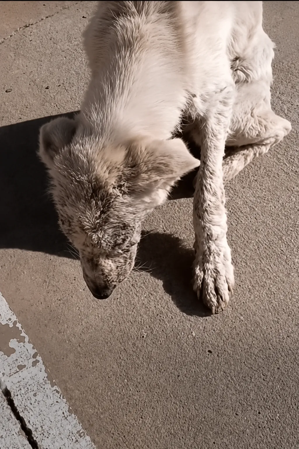 They Found Him Frozen on the Pavement 