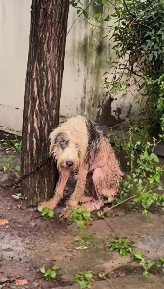 They Found Him Shaking in the Rain Like Trash