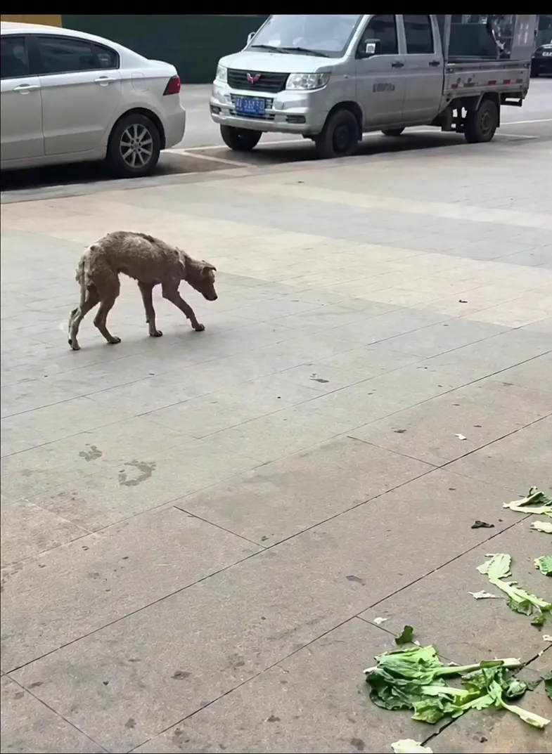 They Found Him Sleeping in Trash