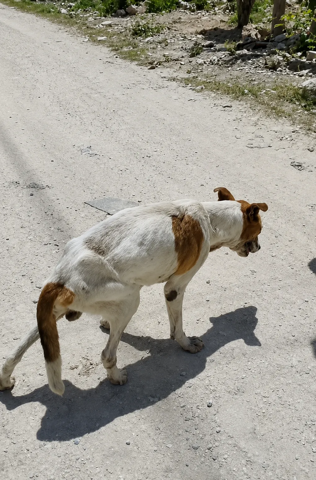 They Had Been Searching for This Injured Stray Dog