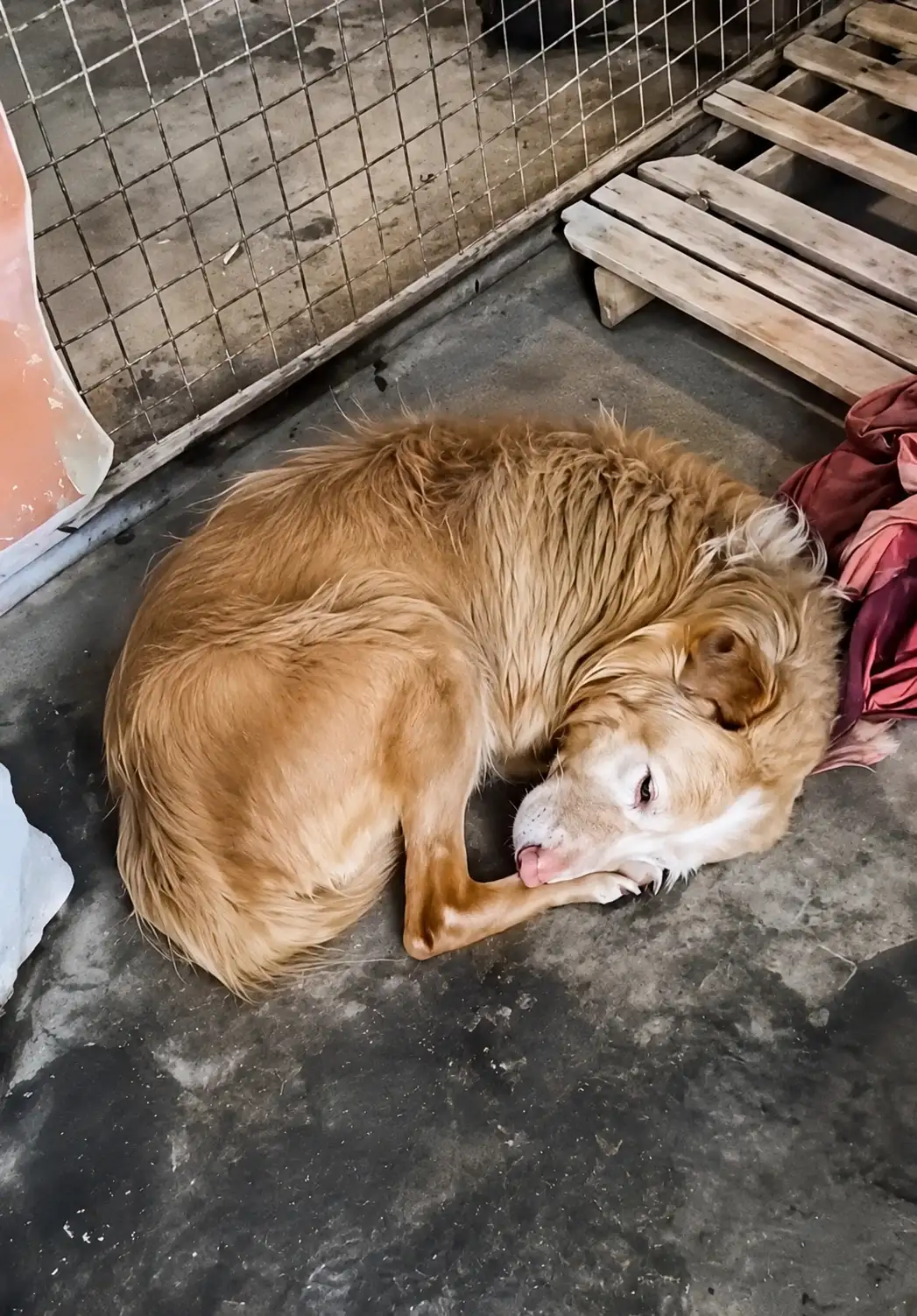 This Exhausted Golden Retriever Barely Opened Her Eyes