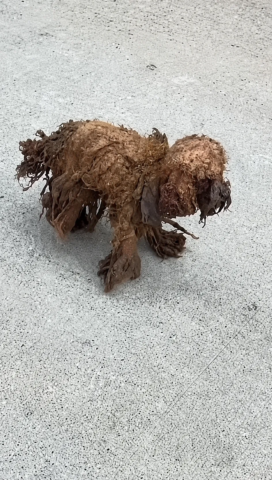 This Tiny Dog Was Found Walking on Three Legs