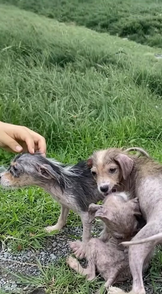 Three Tiny Puppies Were Found Shivering in the Grass