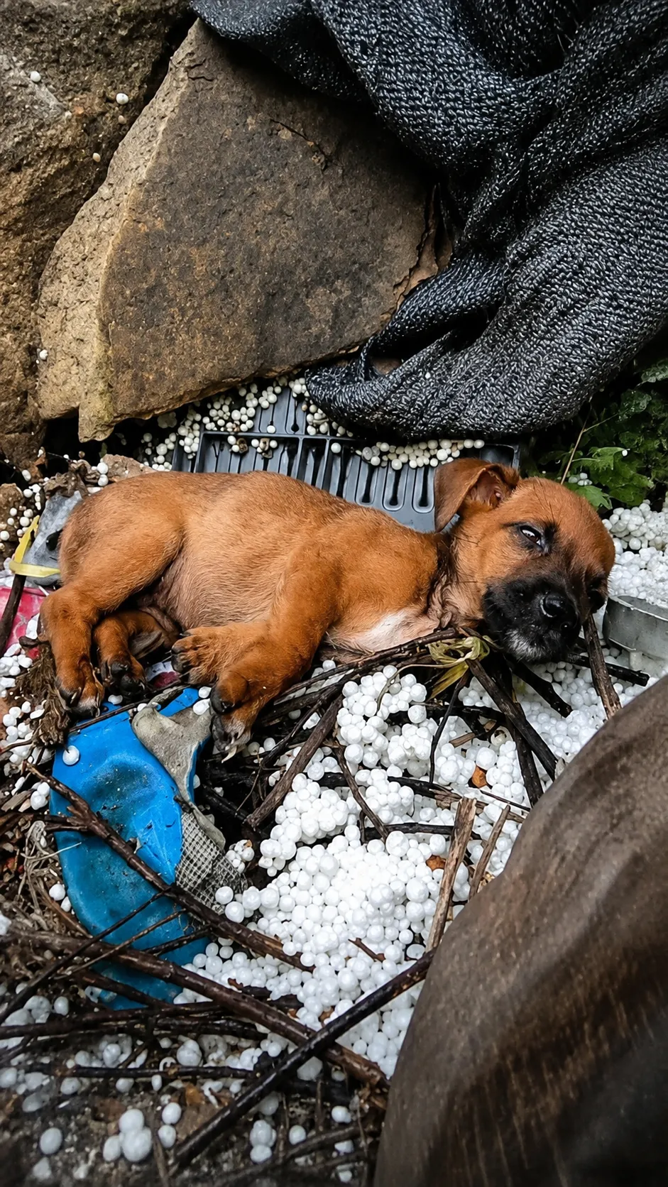 Tiny Puppy Found Crying Among Cold Debris