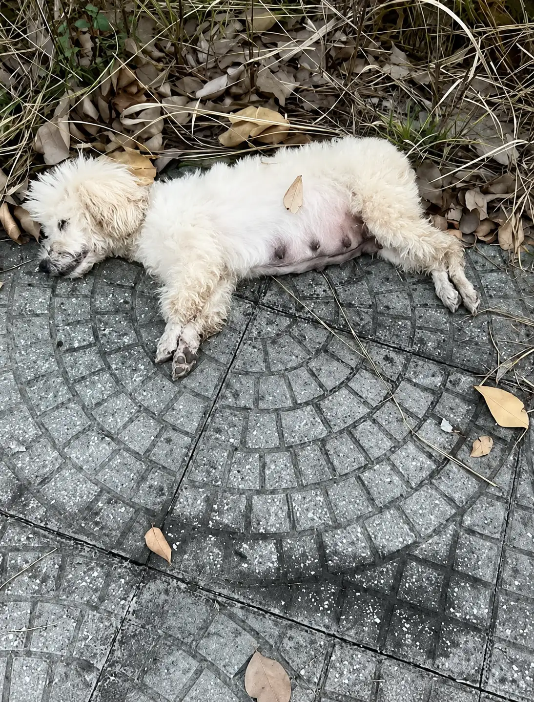 Tiny White Dog Found Motionless on the Sidewalk