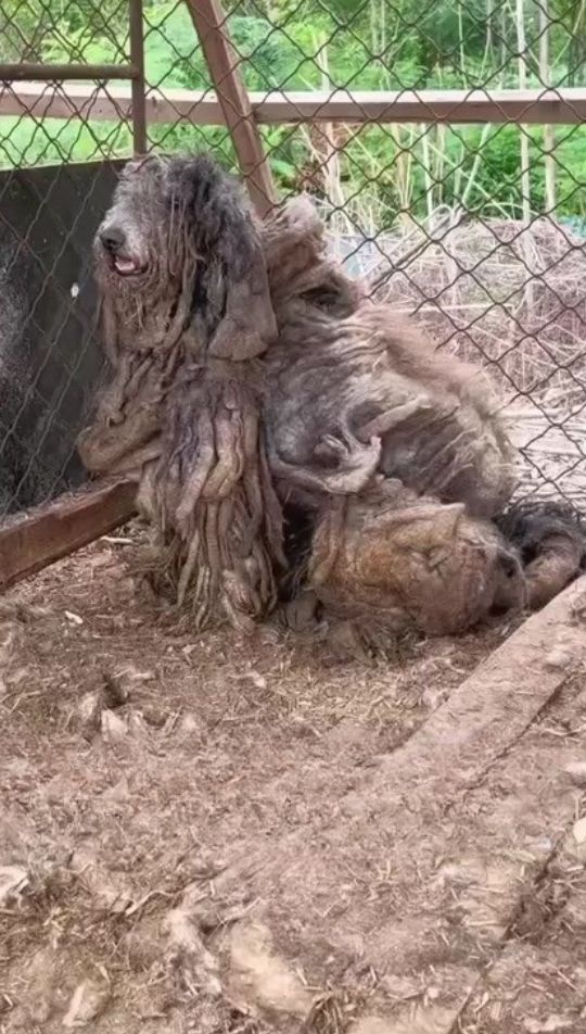 Trapped in a Cage of Fur for 5 Years