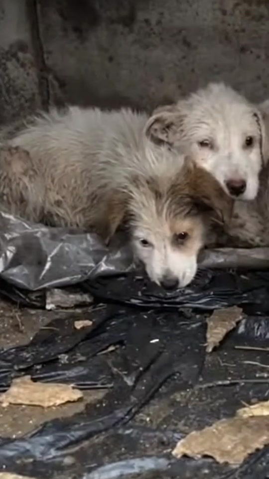 Two Abandoned Puppies Were Found Huddled Under a Concrete Wall