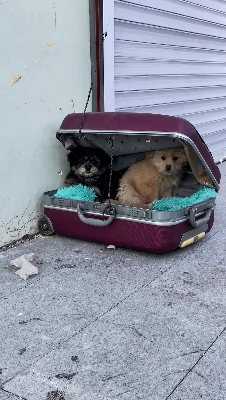Two Puppies Were Left Inside an Old Suitcase