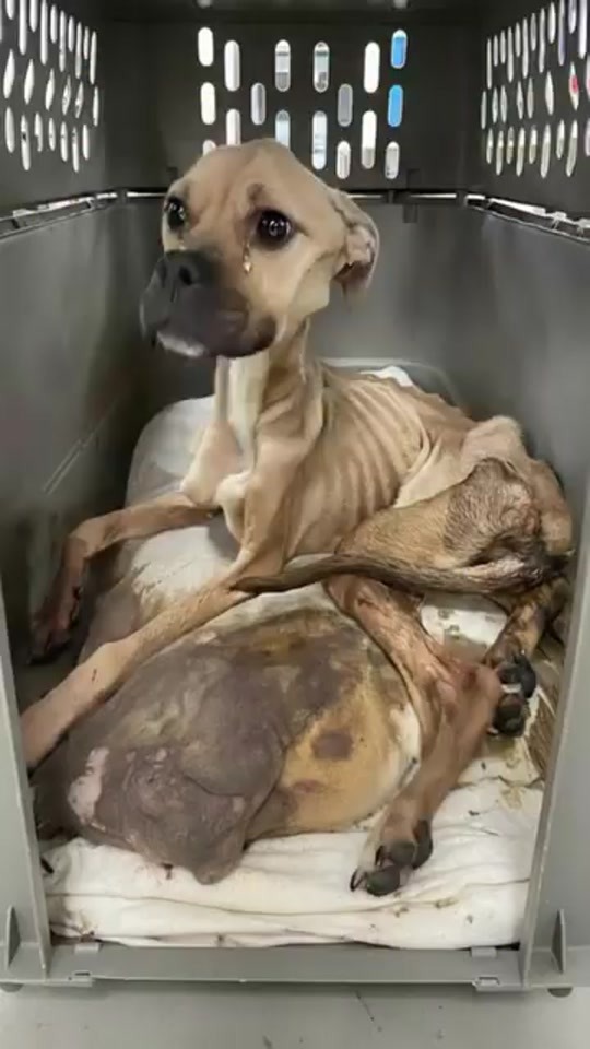 Two Starving Dogs Were Found Huddled in a Crate